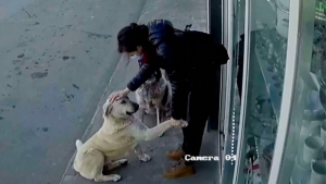 Illustration : "Cette jeune femme prend soin des chiens errants avant d’aller au travail (vidéo)"