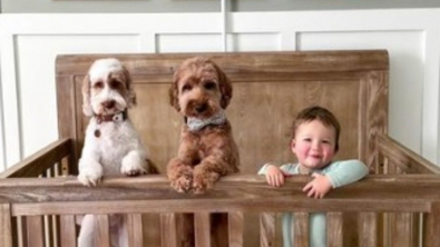 Illustration : "Une maman partage en vidéo quelques moments de l’adorable amitié entre ses 2 Labradoodles et son bébé (vidéo)"