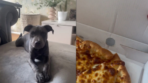 Illustration : "Un chien alléché par une pizza trouve le moyen d'y goûter sans se faire prendre ou presque (vidéo)"