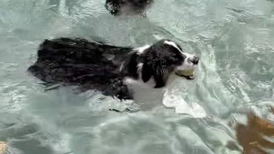 Illustration : "Pour se rafraîchir, cette chienne malicieuse n’hésite pas à s’inviter dans la piscine de ses voisins (vidéo)"