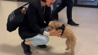 Illustration : "Ce Caniche Toy retrouve sa propriétaire à l’aéroport après une séparation difficile (vidéo)"