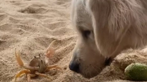 Illustration : "Quand Chilaquil, un joyeux Golden Retriever, se confronte à un crabe (vidéo)"