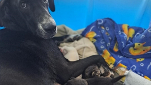 Illustration : "Une maman chienne donne naissance à 10 chiots et adopte un bébé inattendu"