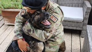 Illustration : "Une association intervient en faveur d'un chien et de sa maîtresse militaire soudés par un épisode traumatisant et qui rêvaient de se retrouver depuis un an"