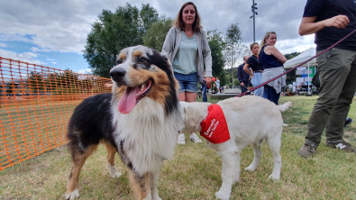 Illustration : "Emprunte mon toutou, la plateforme innovante de garde de chiens, accueille fièrement son premier million d'utilisateurs"