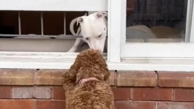 Illustration : "Comme Roméo et Juliette, cette Labradoodle vient saluer son ami chien à la fenêtre "