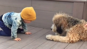 Illustration : "Cet enfant de 14 mois s’émerveille devant sa première rencontre avec un chien (vidéo)"
