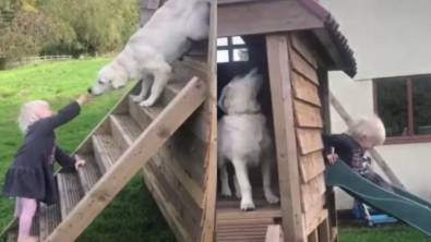 Illustration : "Cette petite fille apprend à sa Golden Retriever à glisser sur le toboggan (vidéo)"