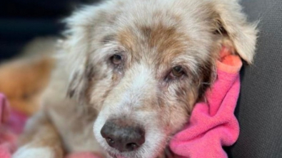 Illustration : Disparue depuis plus de 7 ans, cette chienne retrouve enfin sa famille