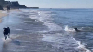 Illustration : "Alors qu’il joue sur la plage, ce Labrador Retriever se fait un ami inattendu (vidéo)"