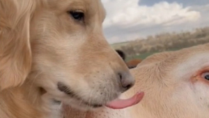 Illustration : "Ce chien ami des vaches retrouve enfin ses copines après une longue séparation (vidéo)"