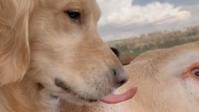 Illustration : "Ce chien ami des vaches retrouve enfin ses copines après une longue séparation (vidéo)"