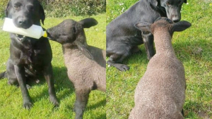 Illustration : "Ce Labrador aide sa maîtresse agricultrice en nourrissant les agneaux"