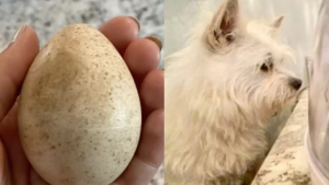 Illustration : "Une chienne découvre un œuf et son instinct maternel lui dicte de veiller sur lui jusqu'à son éclosion"
