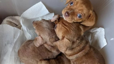 Illustration : "Un habitant stupéfait de découvrir 5 chiots abandonnés devant sa porte s'empresse de leur trouver l'aide dont ils ont désespérément besoin"