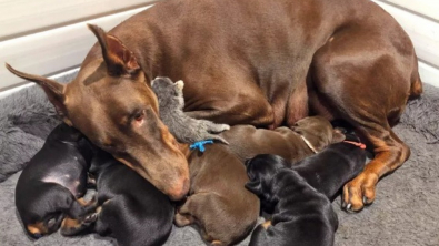 Illustration : "Cette jeune maman Doberman accueille dans sa portée un pauvre petit animal sans famille"