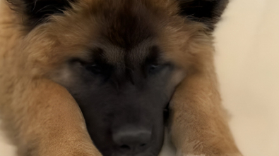 Illustration : "Après 5 adoptions infructueuses, une chienne de refuge réapprend à faire confiance grâce à l’amour de sa nouvelle maîtresse (vidéo)"