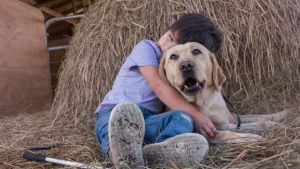 Illustration : "Découvrez Merlot, la Labrador Retriever qui veille sur un enfant aveugle et autiste"