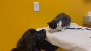 Illustration : "Grâce à l’amitié qu’il partage avec un chien, ce chat parvient à rester calme chez le vétérinaire (vidéo)"