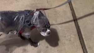 Illustration : "La révolte comique d'une chienne contre ses humains qui l'emmènent en promenade sous la pluie (vidéo)"