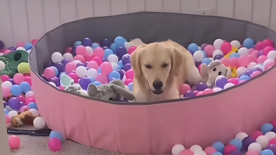Illustration : "Cette Golden Retriever est la plus heureuse des chiennes dès qu’elle peut plonger dans une piscine à balles (vidéo)"