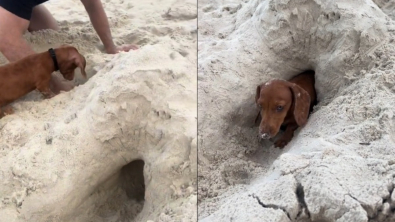 Illustration : "Ce Teckel miniature passe l'une des meilleures journées de sa vie grâce à son petit tunnel creusé à la plage (vidéo)"