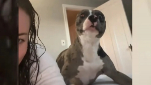 Illustration : "Après avoir été adoptée dans un refuge, une chienne laisse éclater sa joie lorsqu’elle réalise qu’elle est enfin chez elle (vidéo)"