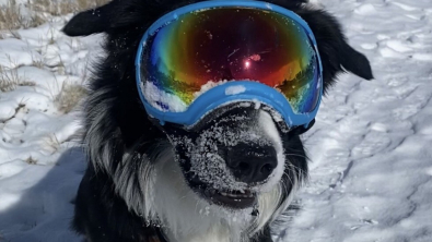 Illustration : "Le parcours inspirant de Ripp, Border Collie déterminé à sauver des vies lors d'avalanches"