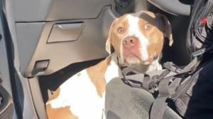 Illustration : "Une dame lance un appel à l’adoption après avoir découvert qu’un chien s’est installé dans sa voiture et refuse de partir"