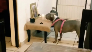Illustration : "L'habitude de Greka, une chienne qui passe de longs moments à contempler une photo posée dans sa maison"