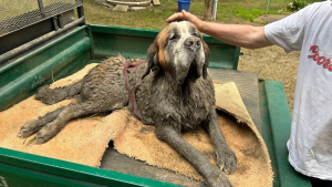 Illustration : "​Lors d’un enterrement de vie de garçon, des jeunes découvrent un chien coincé dans la boue et lui sauvent la vie"