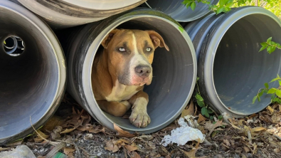 Illustration : "Un chien découvert sur un chantier protège farouchement un tuyau pour une raison précise"