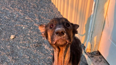 Illustration : Des sauveteurs découvrent une chienne enfermée dans un garage, sans eau ni nourriture