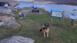 Illustration : "Ce chien qui s’amuse tellement à la plage refuse de partir et reçoit l’aide de son ami canin pour prolonger la journée au bord de l’eau (vidéo)"