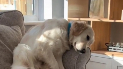 Illustration : "Privé de canapé, ce chien use de ses talents d'acteur et dramatise la situation pour obtenir ce qu'il veut (vidéo)"