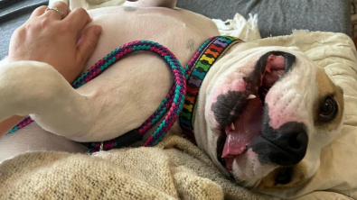 Illustration : "Au refuge depuis 7 mois, un chien retrouve le sourire après avoir profité d'un lit confortable pour la première fois"