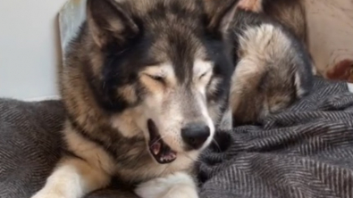 Illustration : "L'adorable combat contre l'envie de rester au lit d'un chien sénior devant se lever tôt pour accompagner son maître au travail (vidéo)"
