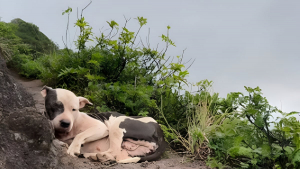 Illustration : "Un homme au grand cœur entreprend le sauvetage périlleux d’un chien, pendant son entraînement d’ultra-trail en pleine montagne (vidéo)"