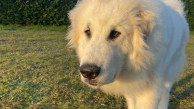 Illustration : "Ce chien remporte le concours de chien le plus mignon de France 2024 et profite de sa récompense bien méritée"