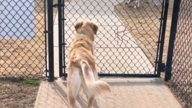 Illustration : "Le bonheur incommensurable de 2 amis chiens se retrouvant au parc après 2 mois de séparation (vidéo)"