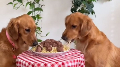 Illustration : "Ces 2 chiens filmés en train de manger parodient la scène culte d’un célèbre dessin animé"