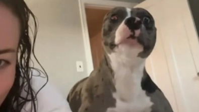 Illustration : "Cette chienne adoptée saute de joie lorsqu’elle comprend qu’elle a enfin trouvé un foyer aimant (vidéo)"