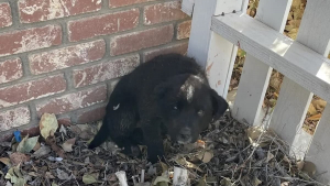 Illustration : "Chargée de garder la maison de ses parents, elle découvre un petit chiot blessé dans leur jardin"