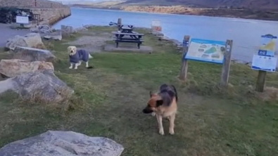 Illustration : "Ces 2 chiens amoureux de la plage ont développé une méthode pour y rester le plus longtemps possible (vidéo)"