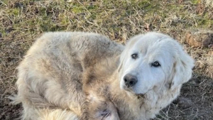 Illustration : "Désormais handicapée, cette chienne blessée et courageuse doit réapprendre à aimer les humains"