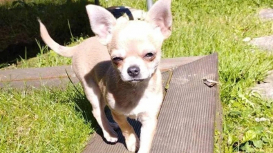 Illustration : "Cet adorable Chihuahua s’est fait kidnapper avant d’être retrouvé à 800 kilomètres de sa maison"