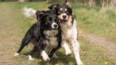 Illustration : "Des Jeux Olympiques pour nos chiens, découvrez le programme complet de Canidays avec Hill’s qui aura lieu en août"