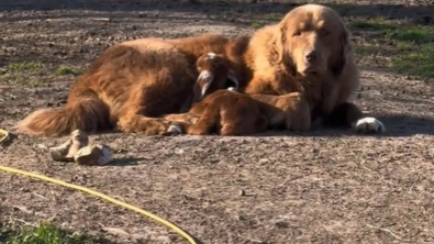 Illustration : "Un chien de troupeau massif se prend d’affection pour un petit chevreau (vidéo)"