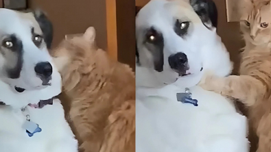 Illustration : Ce chien de refuge a trouvé un foyer aimant mais ne sait pas quoi faire devant le chat de la famille (vidéo)