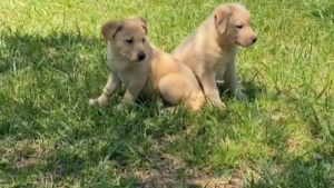 Illustration : "En promenade, cette femme découvre 2 chiots abandonnés et fait un choix audacieux pour les aider (vidéo)"